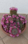 Mammilaria 1.jpg