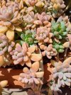 Graptosedum e Pachyphytum.jpg