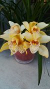 Cymbidium 1B2.jpg