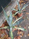 Agave1.jpg Agave1.jpg