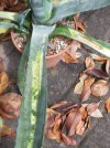Agave2.jpg Agave2.jpg