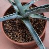 Agave3.jpg Agave3.jpg