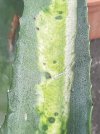 Agave-foglia.jpg Agave-foglia.jpg