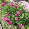 Peonia-fucsia-profumata.jpg