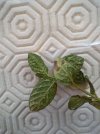 Compress_20240528_082256_6460.jpg