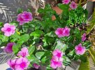 Catharanthus roseus (=Vinca rosea).jpg