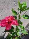 Hibiscus rosa-sinensis.jpg