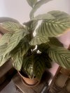 Calathea.jpg