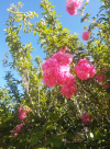 1rosa.png