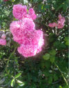 2rosa.png