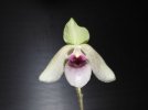 paphiopedilum lynleigh koopowitz.JPG