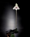 paphiopedilum lynligh hoopowitz 2.JPG