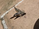 macroglossum stellatum- sfinge del gallo - Copia.JPG