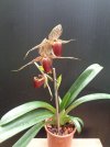 paphiopedilum rotschildianum.JPG