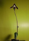 paphiopedilum ciliolare.JPG