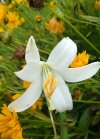 Lilium candidum.jpg