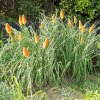 Kniphofia-2024.jpg