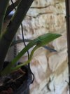 angraecum magdalenae.JPG