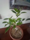 Bonsai Ficus R dopo rinvaso.jpg