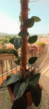 Monstera Perù.jpg