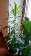 Dracena Lemon Lime.jpg