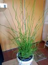 Juncus Spiralis.jpg