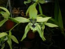 coelogyne pandurata 2.JPG