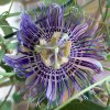 Passiflora-Fata-Confetto.jpg