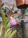 brasso cattleya binosa 3.JPG