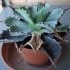 Agave-26082024.jpg