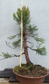 2024-3 SEQUOIADENDRON.jpg