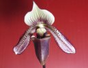 paphiopedilum curtisii 2.JPG