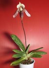 paphiopedilum curtisii.JPG