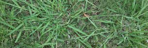 crabgrass_digitaria_sanguinalis_03.jpg