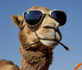 camel.png