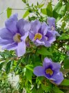 Thunbergia.jpg