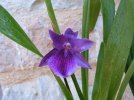 miltonia honolulu warne's best.JPG