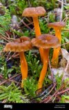 yellowfoot-cantharellus-lutescens-funghi-selvatici-commestibili-in-moss-khtx32.jpg