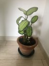 dieffenbachia.jpg