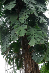 monstera dubia adulta.png