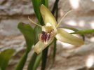 coelogyne ovalis 2.JPG