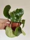 peperomia.jpg