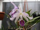 cattleya maxima perù 2.JPG