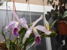 cattleya maxima perù 3.JPG