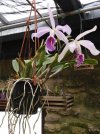 cattleya maxima perù 4.JPG