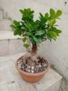 FICUS GINSENG.jpg