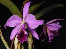 cattleya labiata 3.JPG