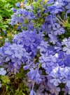 plumbago.jpg