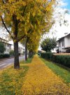 Foliage-Gleditsia.jpg