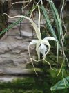 brassavola cucullata.JPG